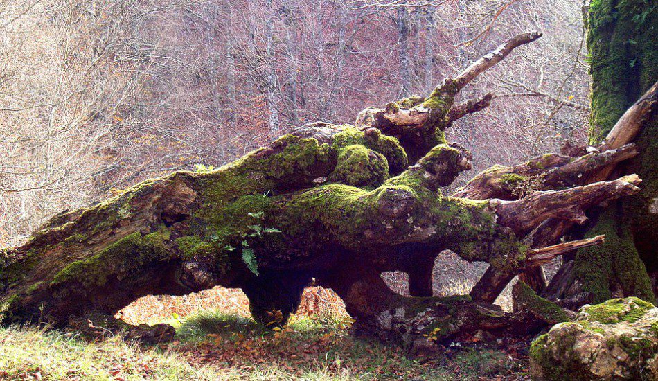 Solomon Island Tree fall